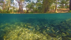 Nacimiento de Santa Anita