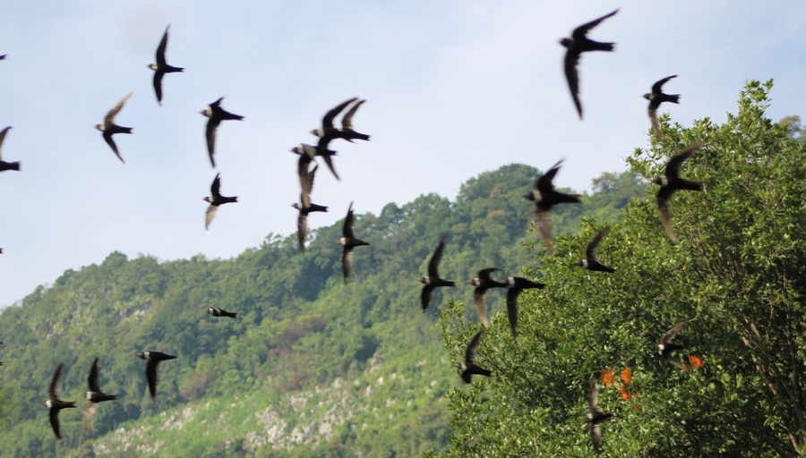 Golondrinas en vuelo