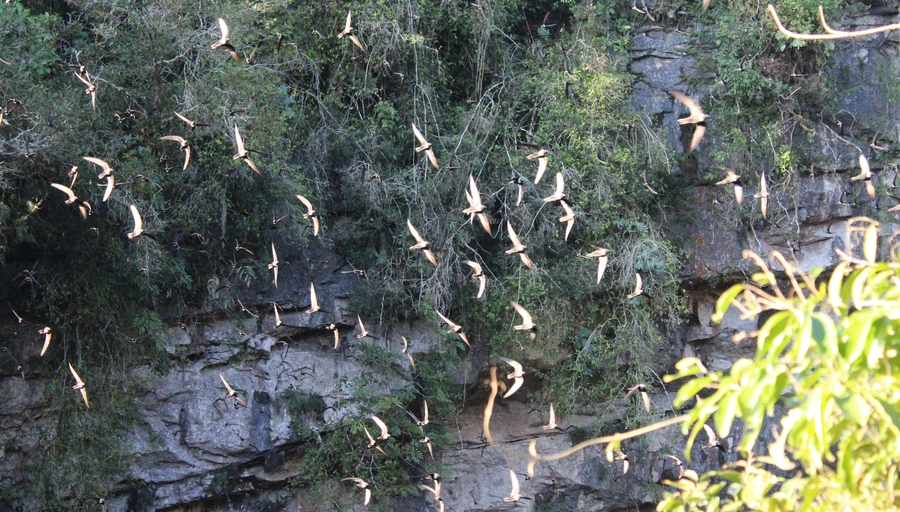 Sótano de golondrinas