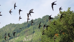 Golondrinas en vuelo