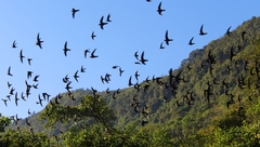Golondrinas en vuelo