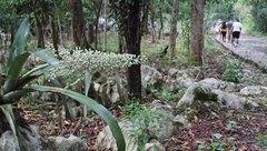 hoya de Huahuas